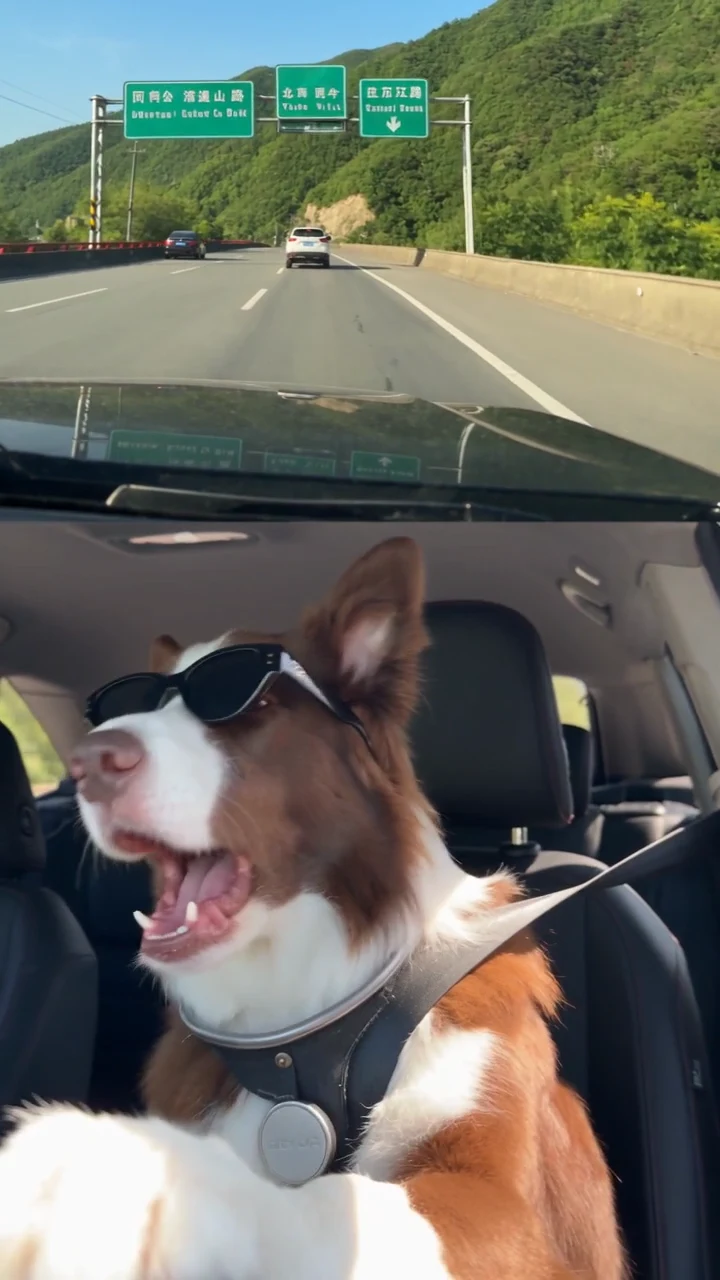 It's My Life Dog template sample frame